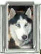 Dog charm - Siberian Husky 5